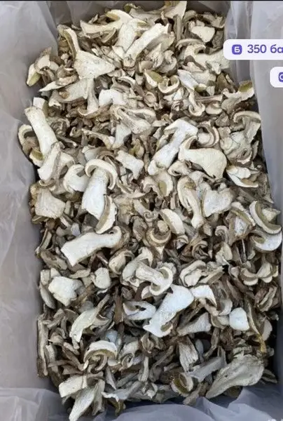Dried White Mushrooms (500g) 2024 Harvest - Altai Mountains