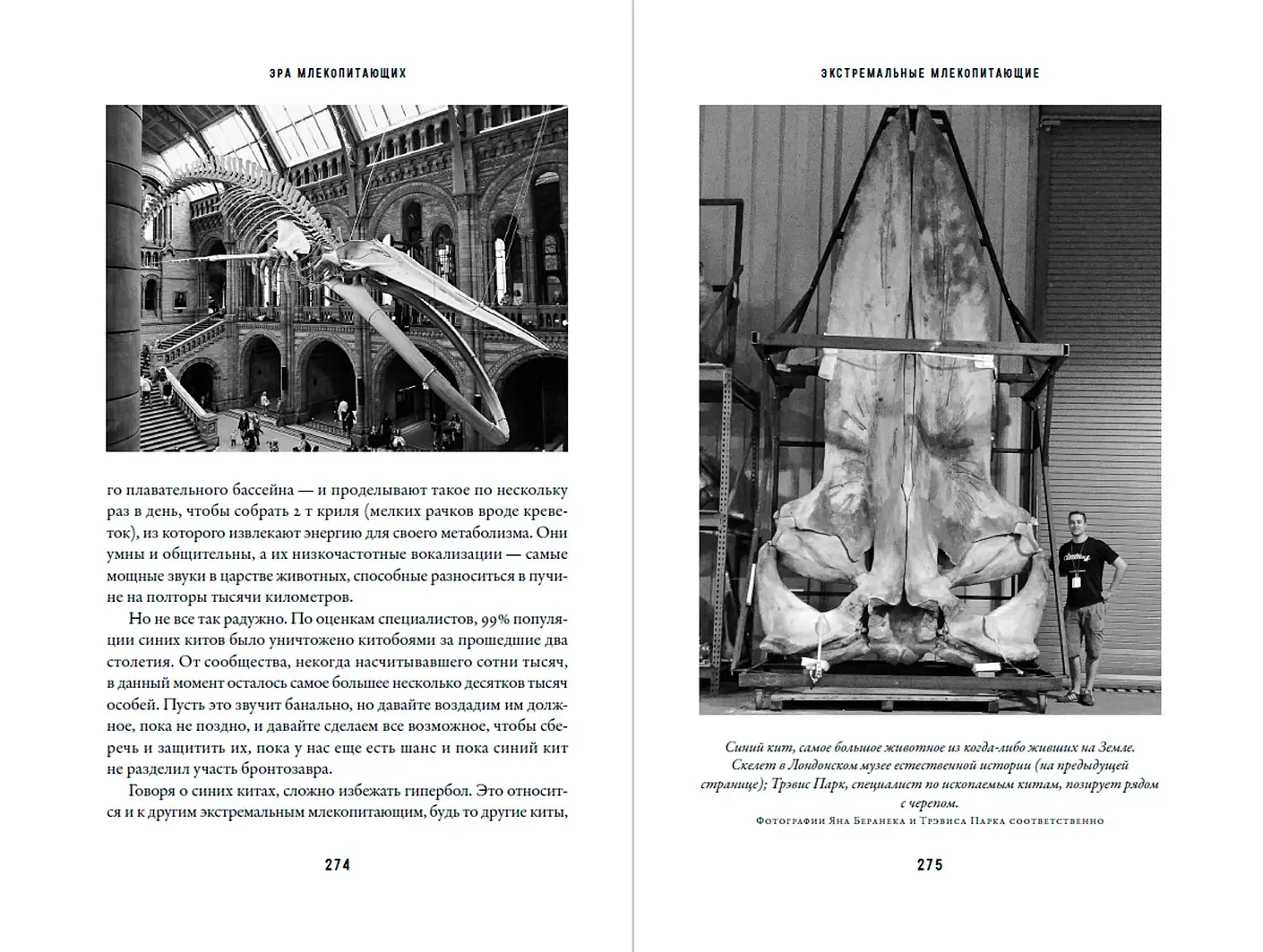 Эра млекопитающих: Из тени динозавров к мировому господству фото книги 4