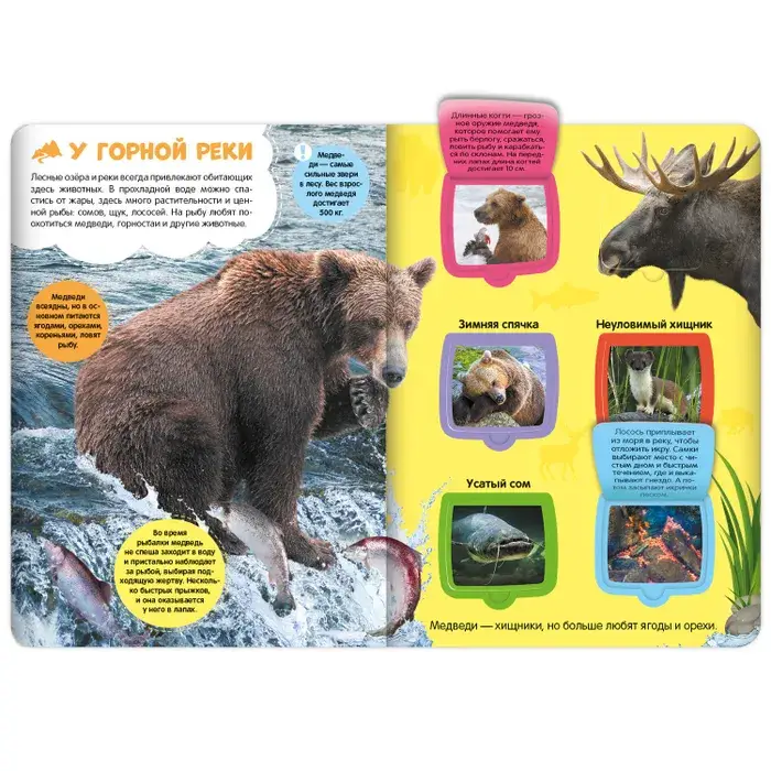 В лесу фото книги 2