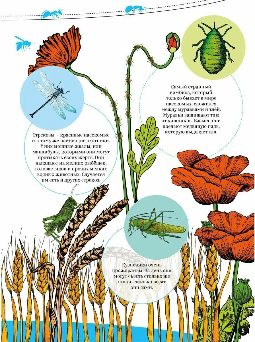 Насекомые фото книги 5