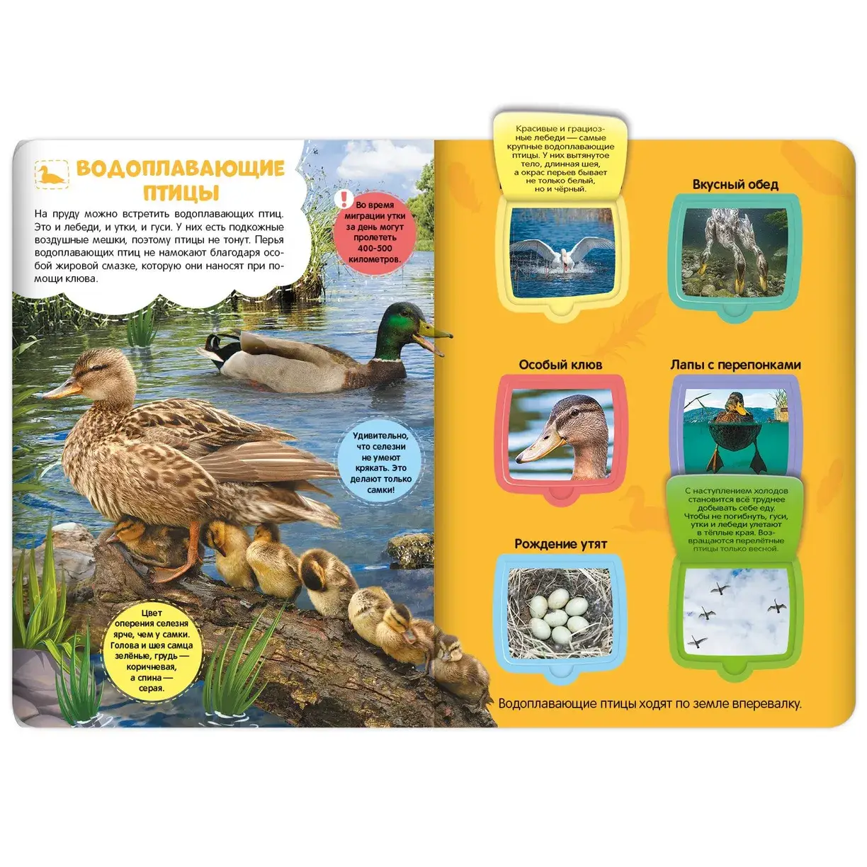 Луг и пруд. Энциклопедия с окошками фото книги 2