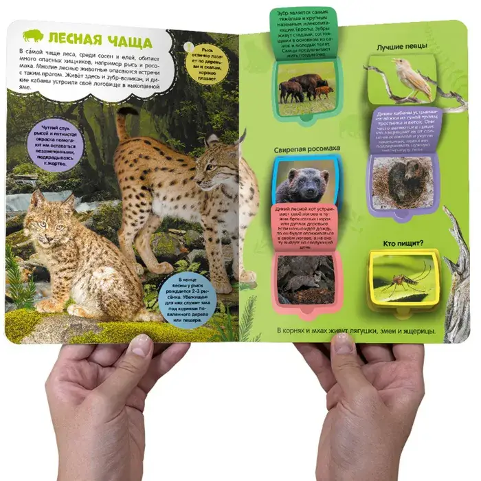 В лесу фото книги 4