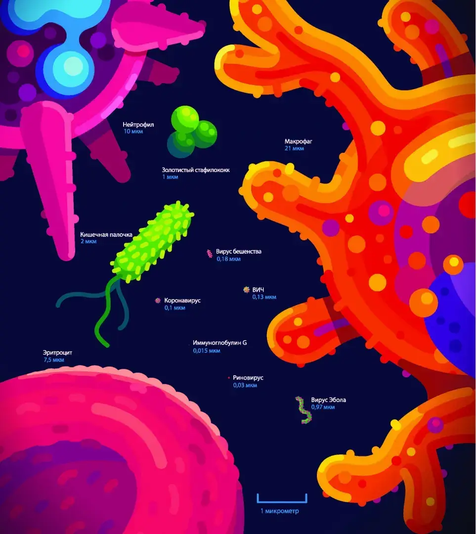 Иммунитет. Путешествие по загадочной системе фото книги 5