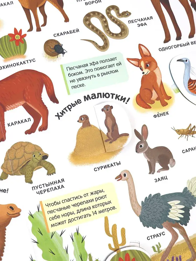 Мой первый словарь. Живая природа фото книги 4