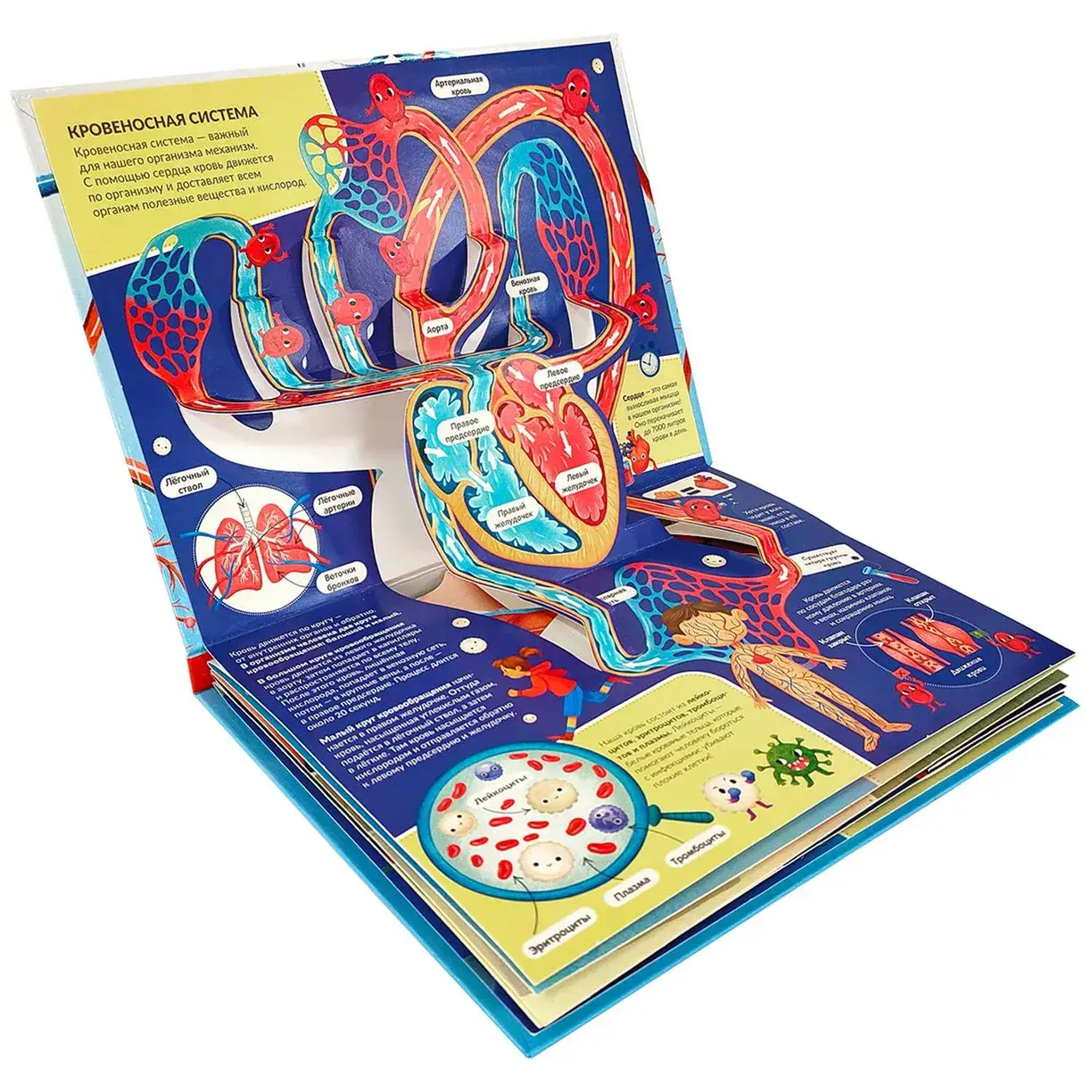 Энциклопедия-панорамка 3D. Анатомия фото книги 2