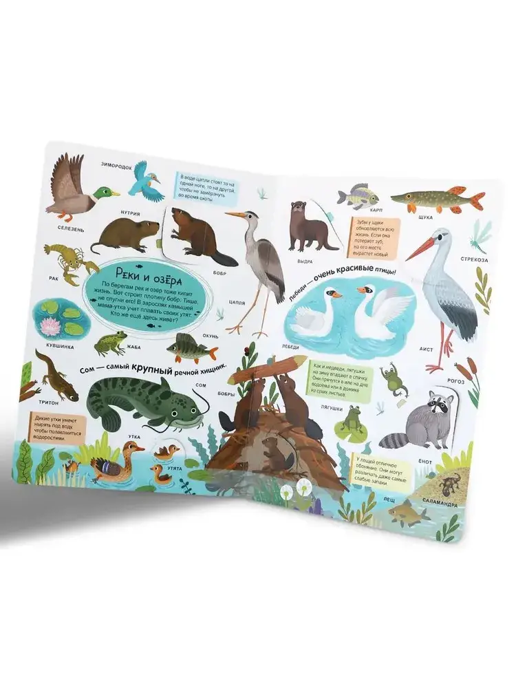 Мой первый словарь. Живая природа фото книги 2