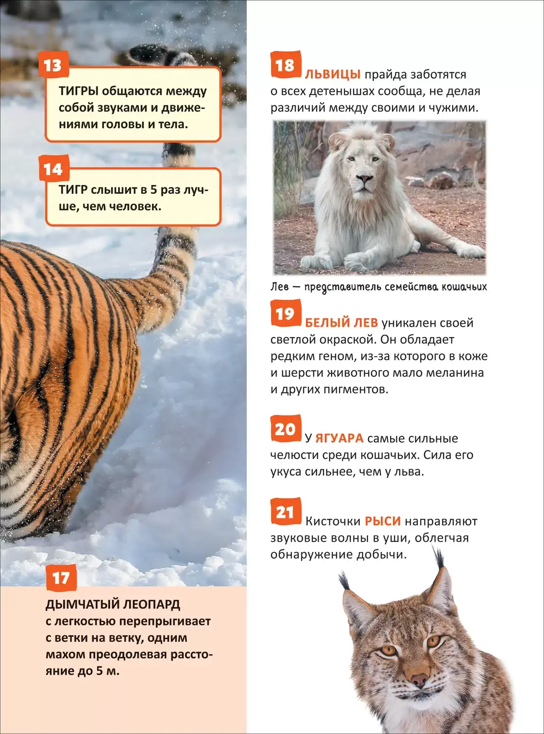 Красная книга. Энциклопедия российского школьника фото книги 3