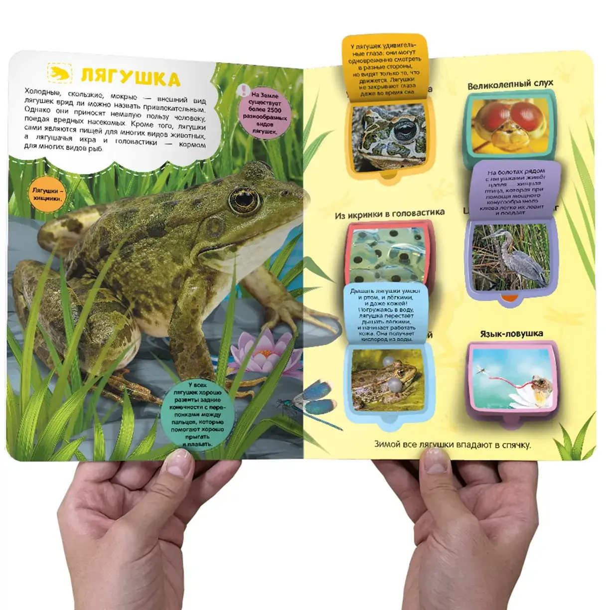 Луг и пруд. Энциклопедия с окошками фото книги 4