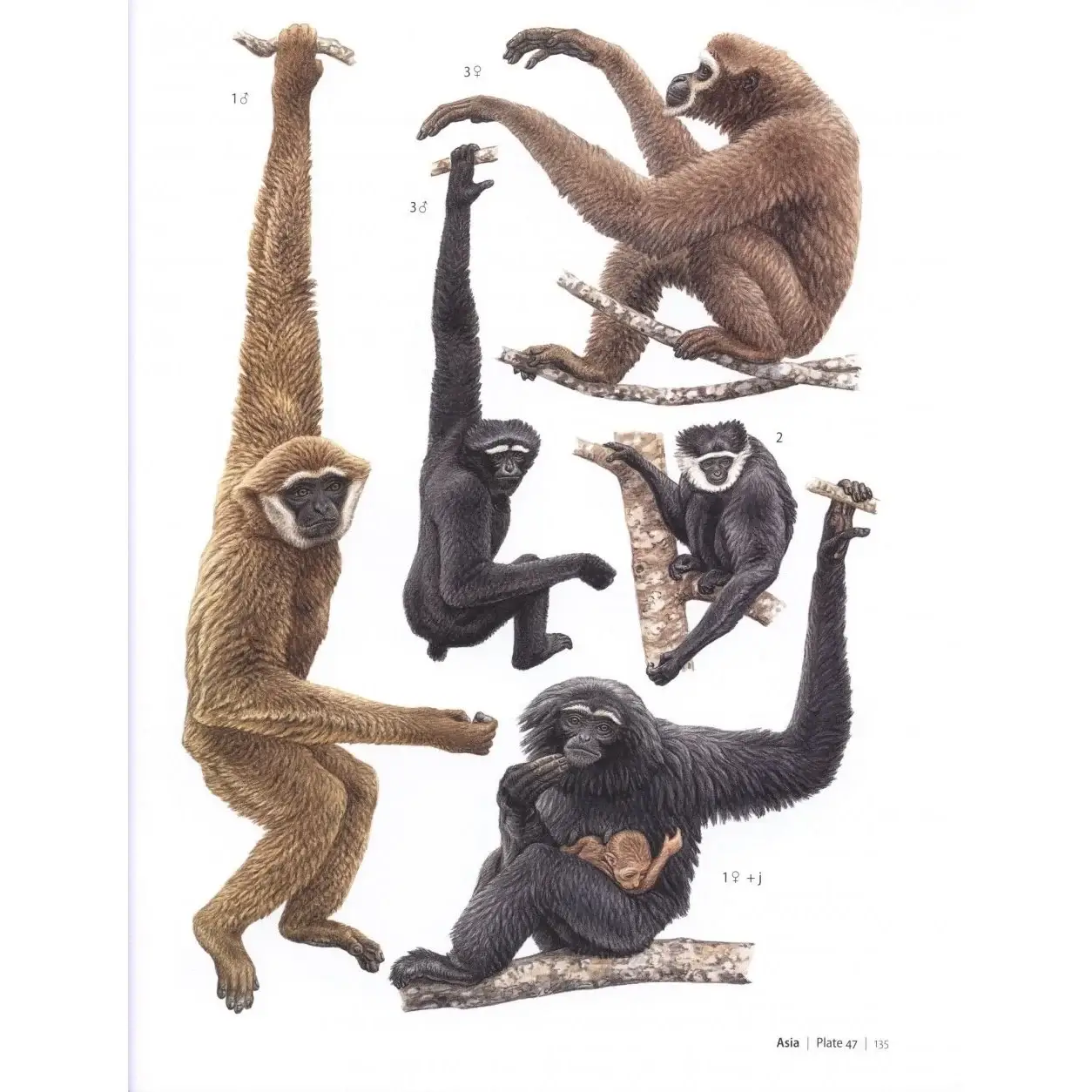 Primates of the World: An Illustrated Guide фото книги 2