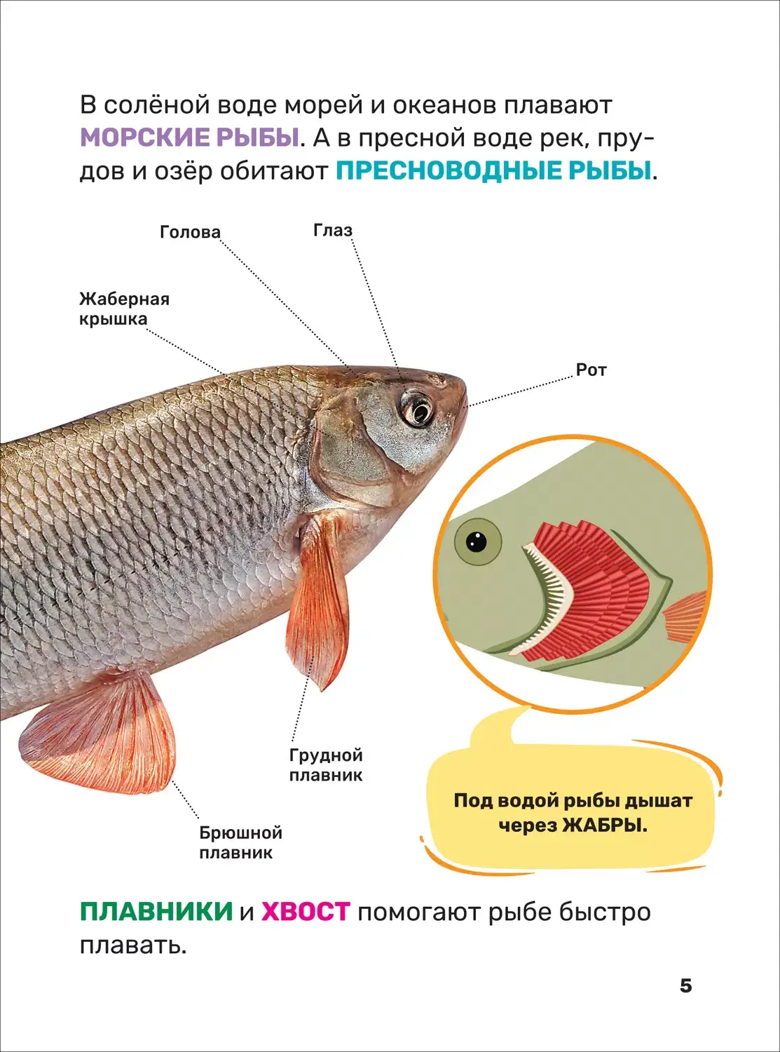 Подводный мир. Первая энциклопедия малыша фото книги 5