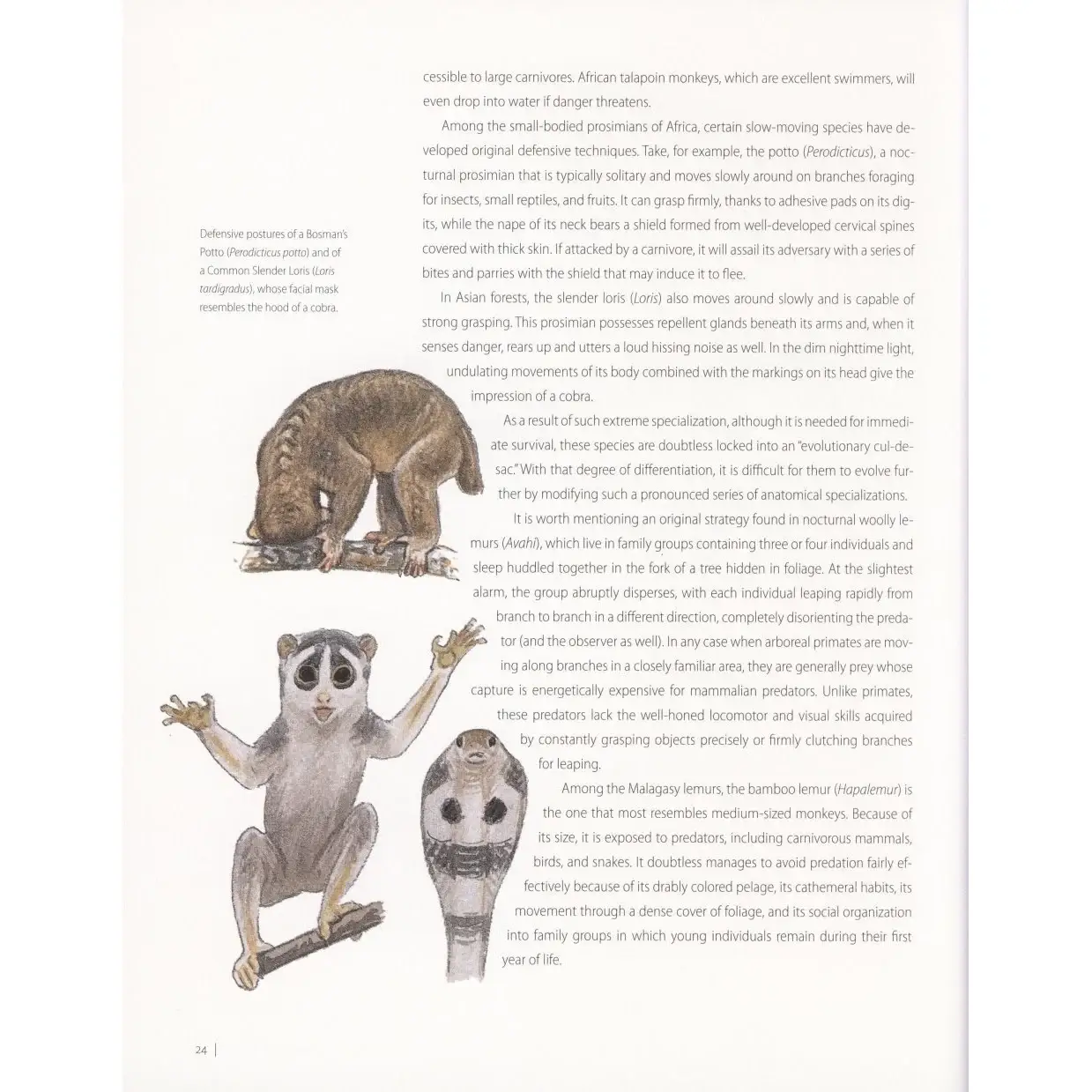 Primates of the World: An Illustrated Guide фото книги 3