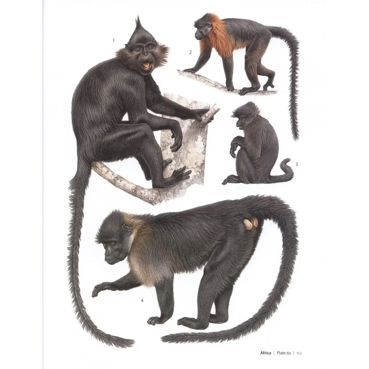 Primates of the World: An Illustrated Guide фото книги 4