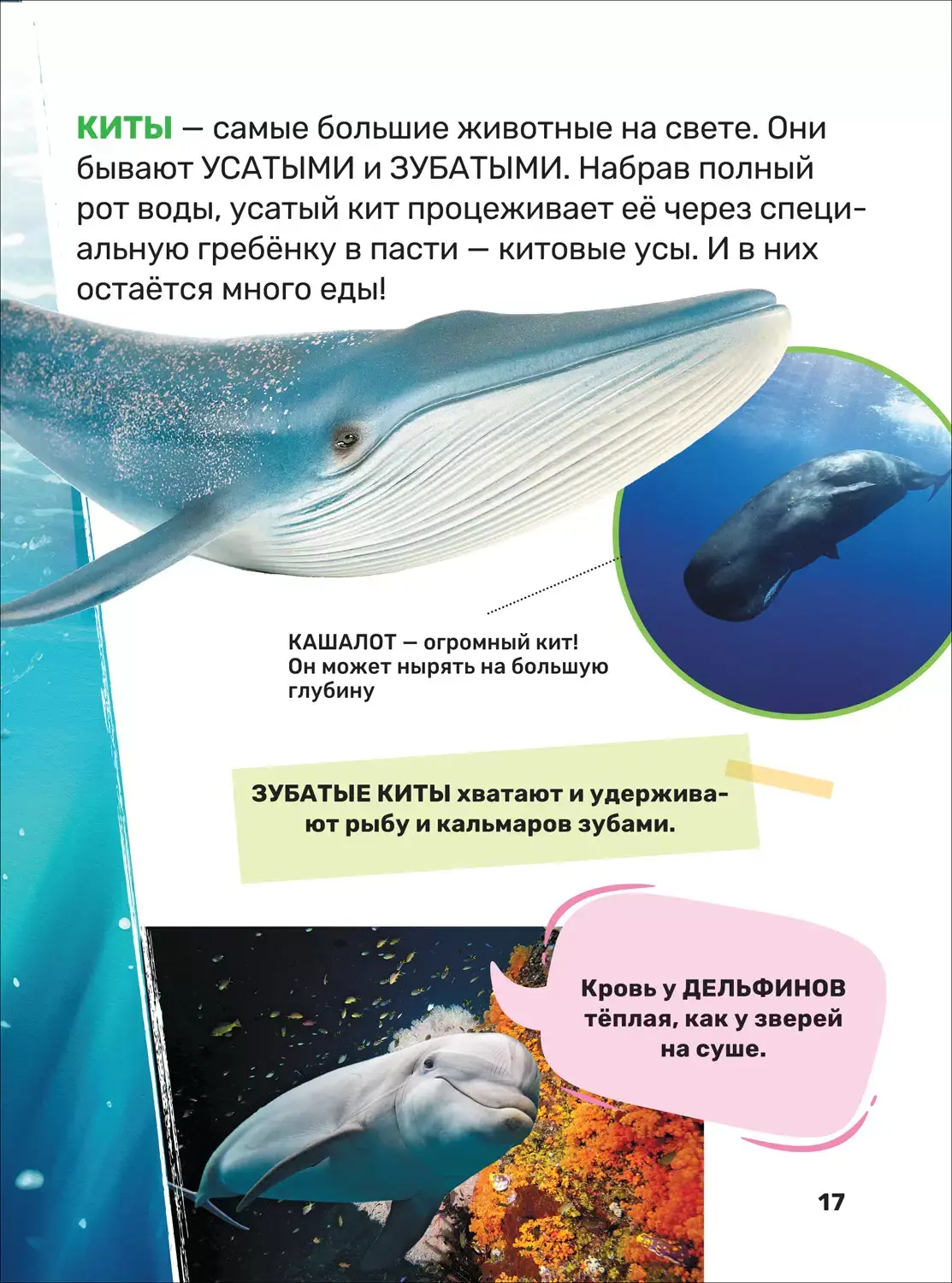 Подводный мир. Первая энциклопедия малыша фото книги 7