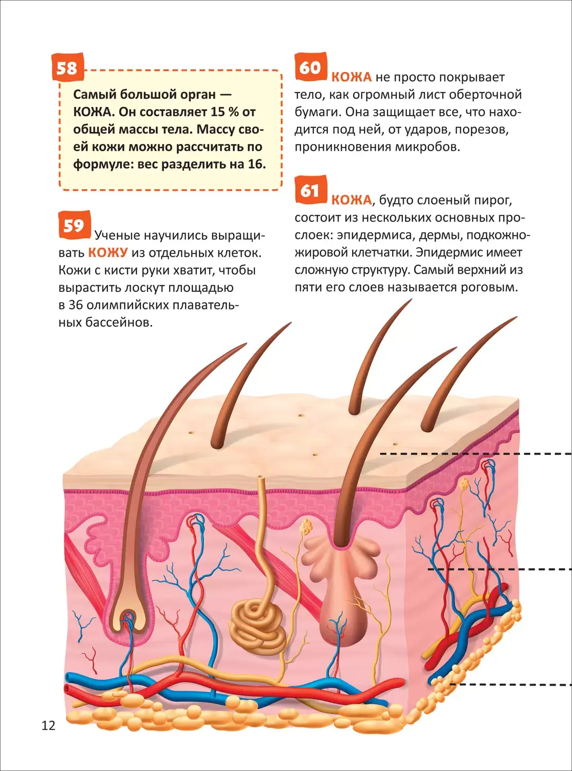 Человек. Энциклопедия российского школьника фото книги 4