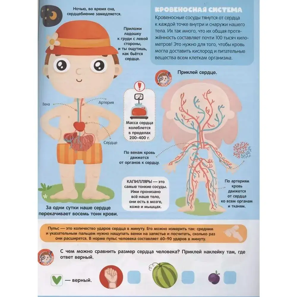 Анатомия фото книги 4