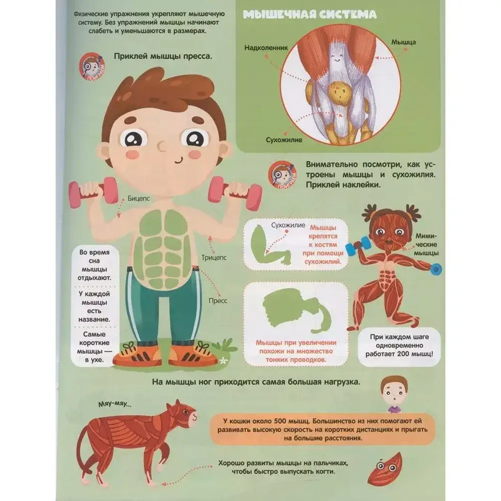 Анатомия фото книги 2