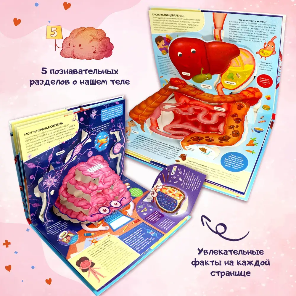 POP UP энциклопедия. Анатомия. Книжка-панорамка фото книги 3