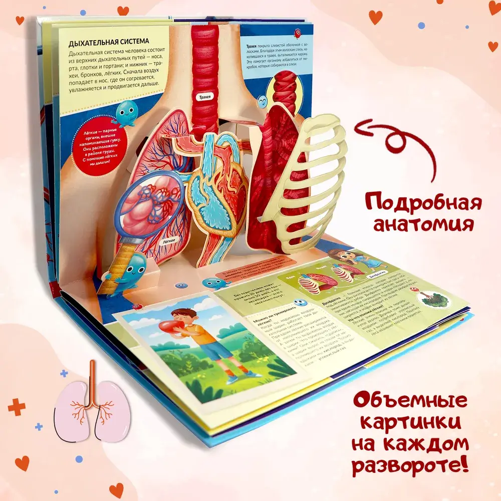 POP UP энциклопедия. Анатомия. Книжка-панорамка фото книги 4