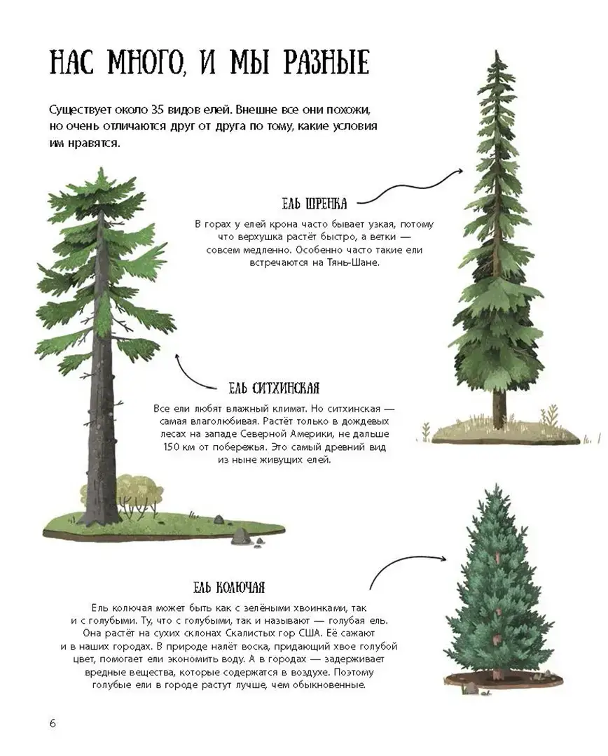 Елка и ее родственники фото книги 4