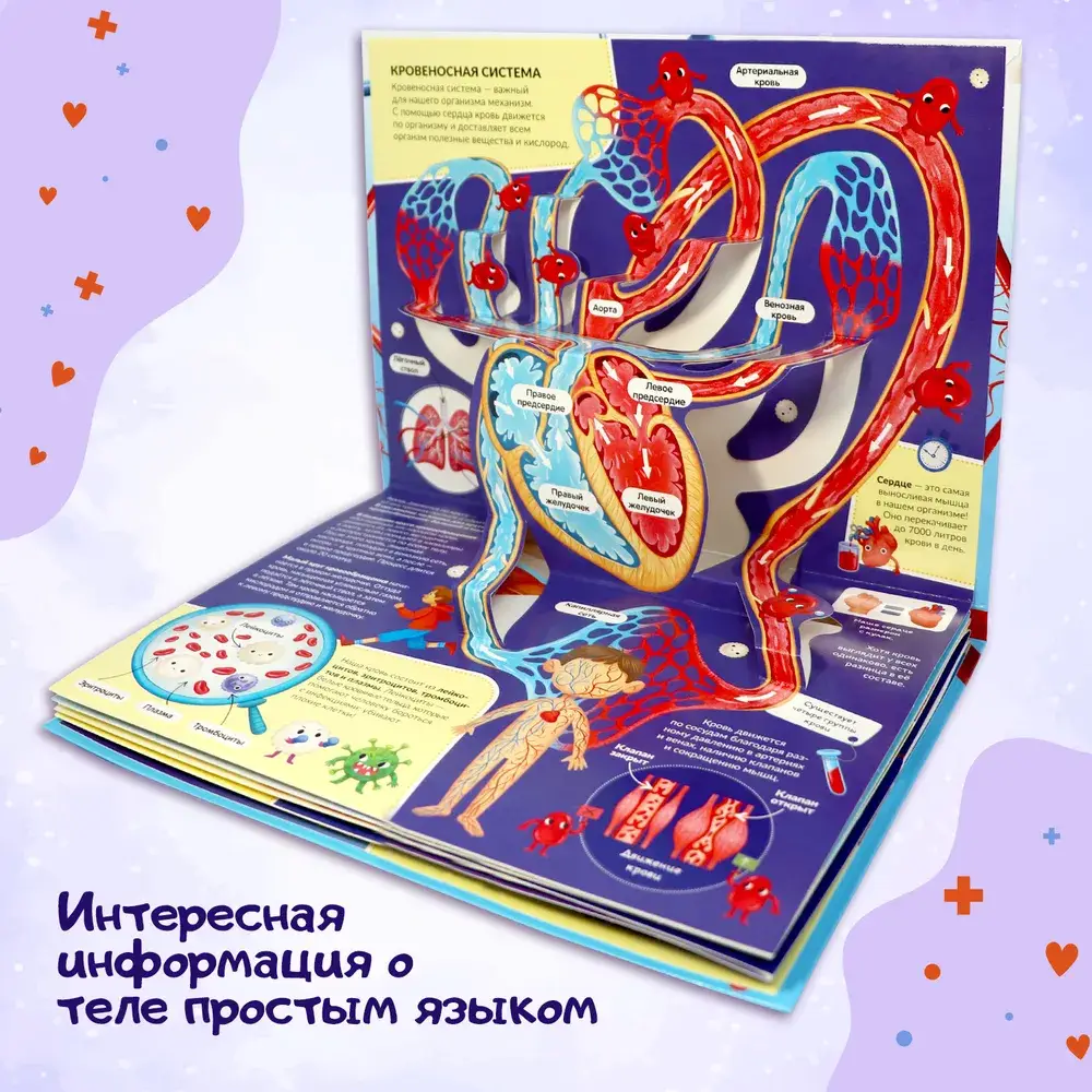 POP UP энциклопедия. Анатомия. Книжка-панорамка фото книги 5