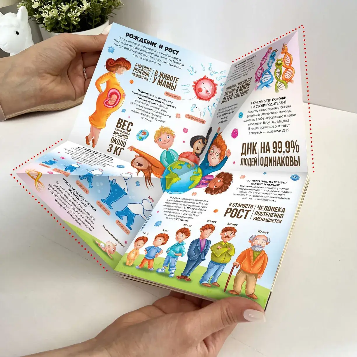 Анатомия. Книжка-трансформер фото книги 2