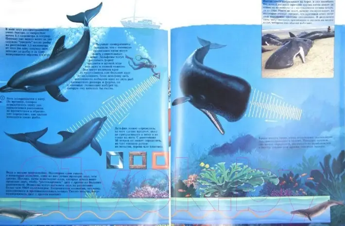 Киты фото книги 2