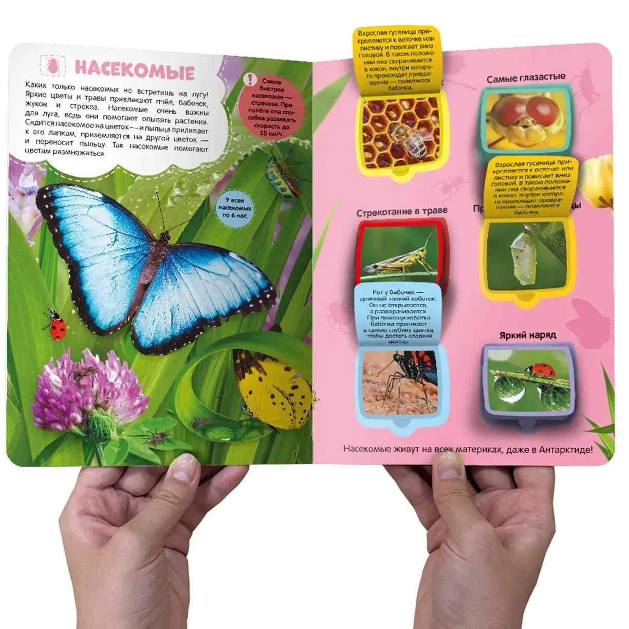 Луг и пруд. Энциклопедия с окошками фото книги 3