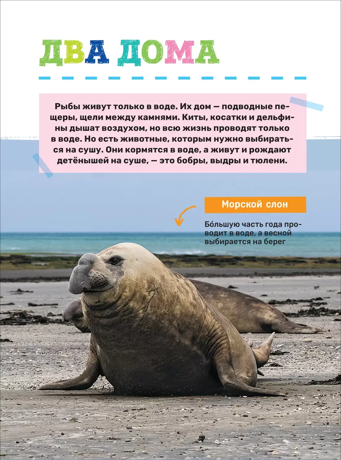 Подводный мир. Первая энциклопедия малыша фото книги 8