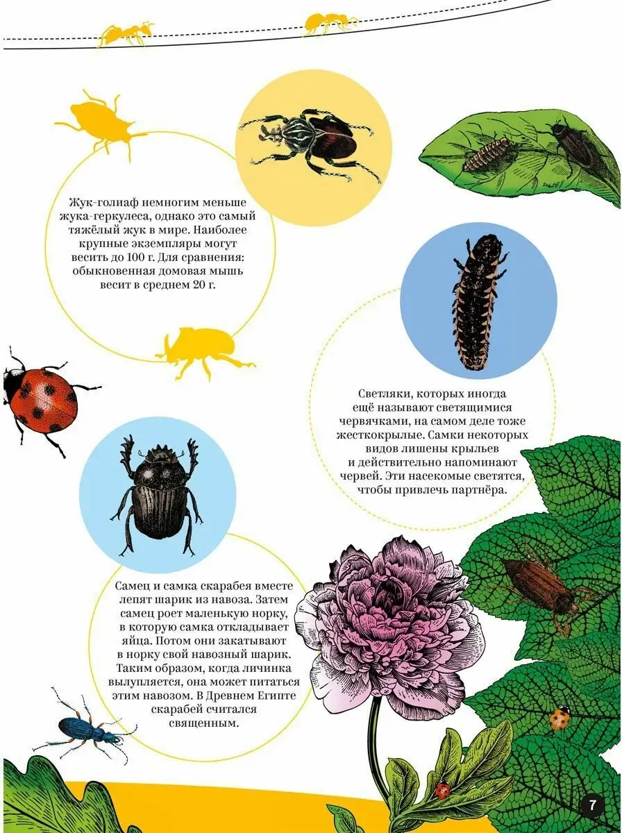 Насекомые фото книги 7
