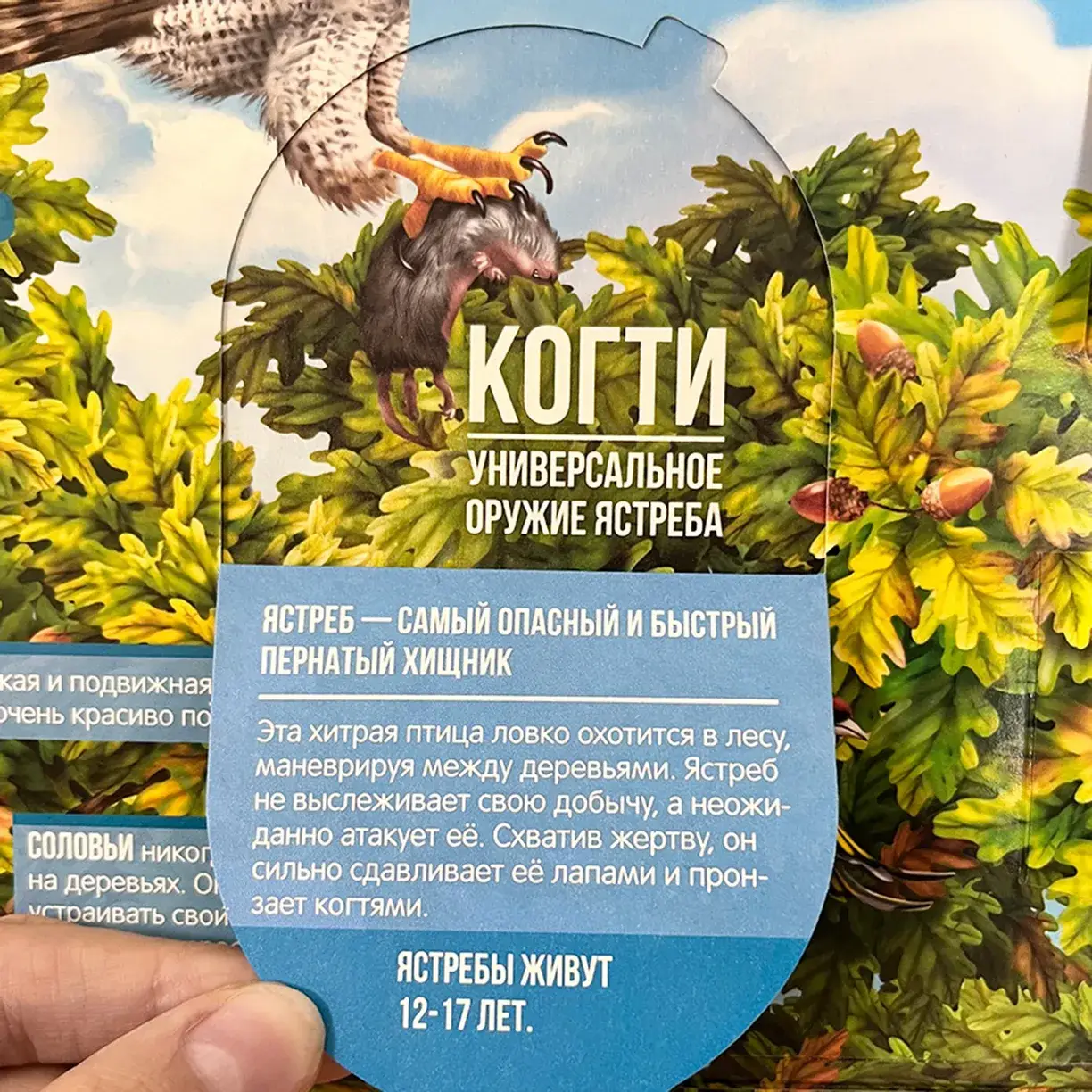 Секреты леса. Плакат с окошками фото книги 4