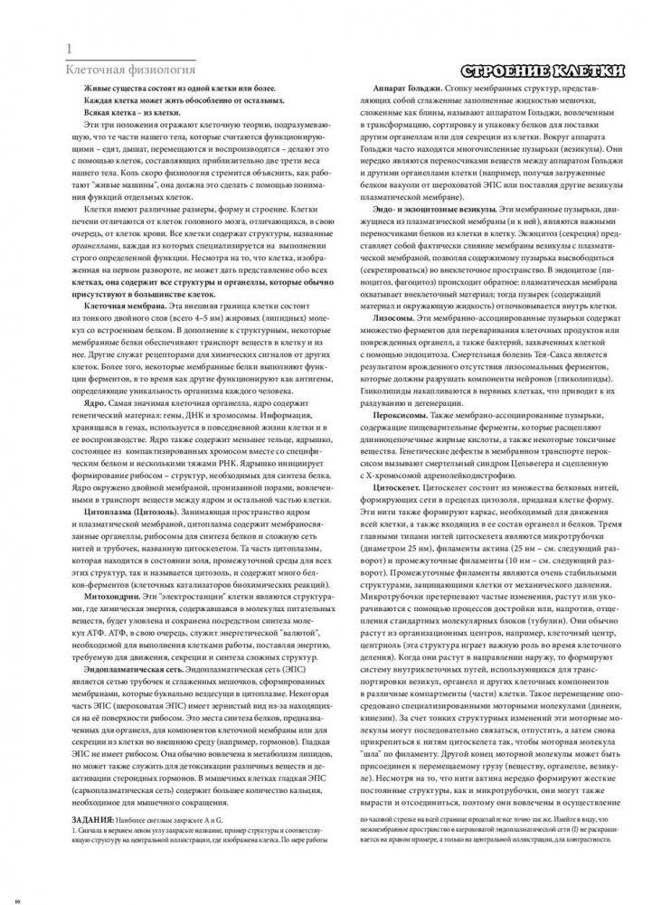 Физиология человека: атлас-раскраска фото книги 11