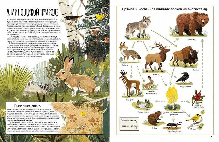 Вернуть волков: как хищники восстановили баланс экосистемы фото книги 4