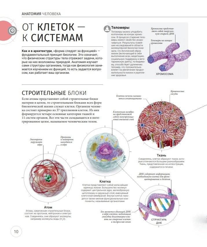 Анатомия и физиология йоги: совершенствование практики ключевых асан фото книги 8