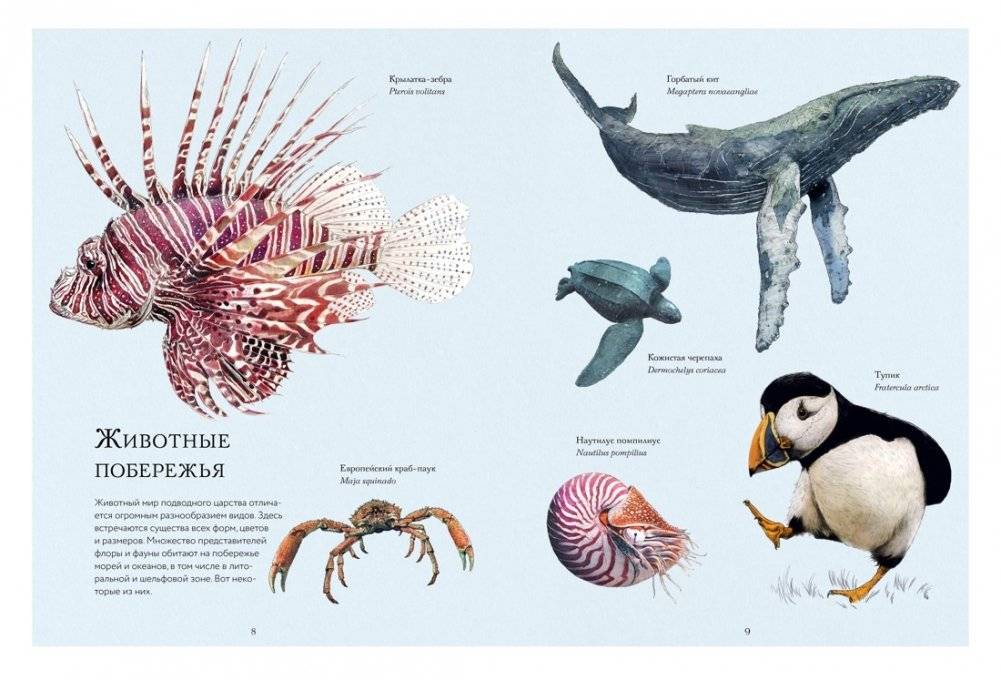 Океан и его обитатели фото книги 3