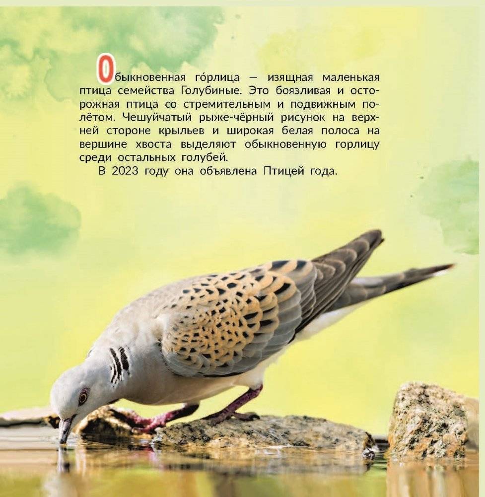 Птица года Беларуси. Обыкновенная горлица фото книги 2
