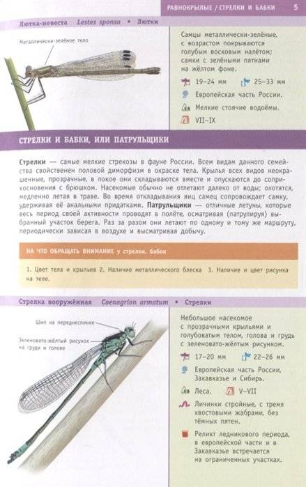 Насекомые России фото книги 3