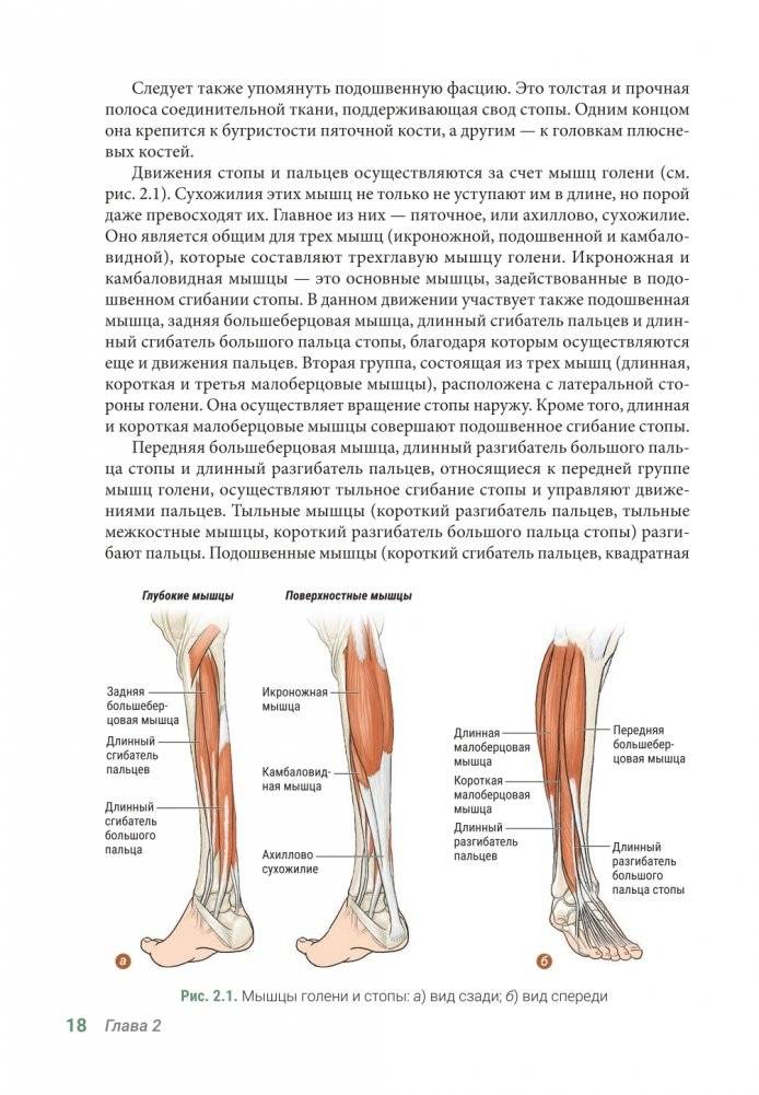 Анатомия упражнений на растяжку (новейшая редакция) фото книги 17