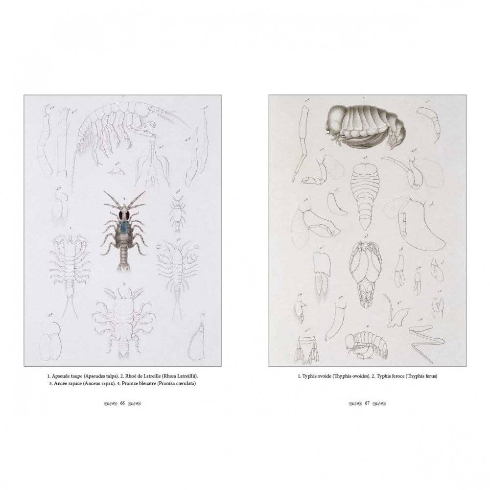 Ж.-Л. Кювье. Царство животных. Членистые. Ракообразные фото книги 9