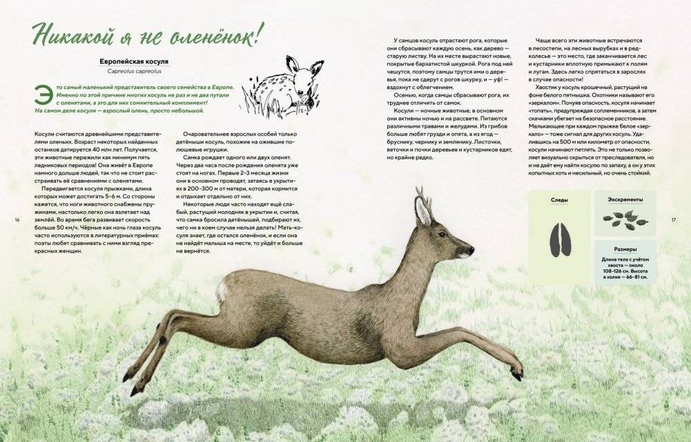 Наши соседи по планете. Рассказы о диких животных фото книги 2