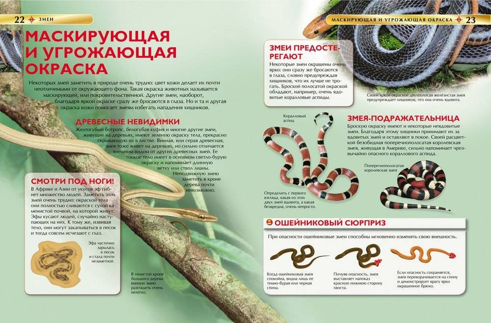 Змеи. Детская энциклопедия фото книги 3