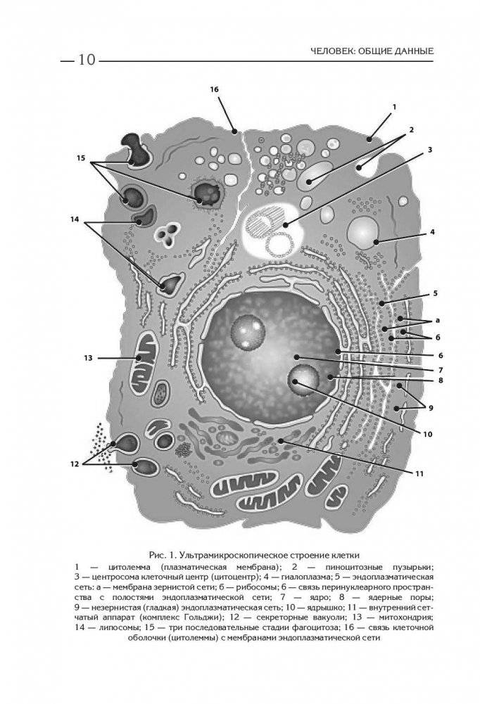 Атлас. Анатомия и физиология человека. Полное практическое пособие фото книги 10