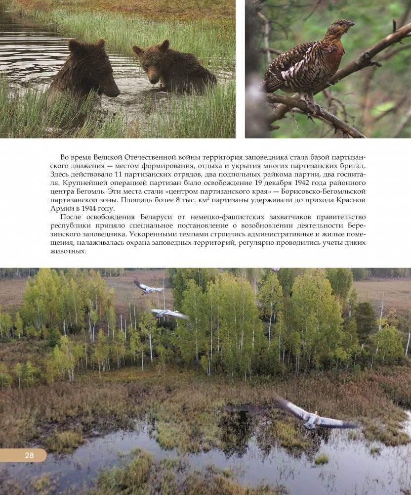 Национальные парки ― жемчужины Беларуси. Нацыянальныя паркі ― жамчужыны Беларусі. National parks ― pearls of Belarus фото книги 6