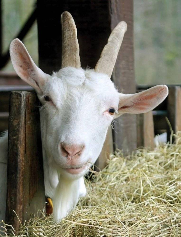 Искусство натурального сыроделия фото книги 4