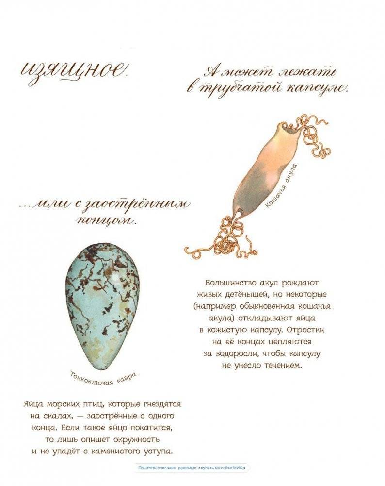 Яйцо любит тишину фото книги 11