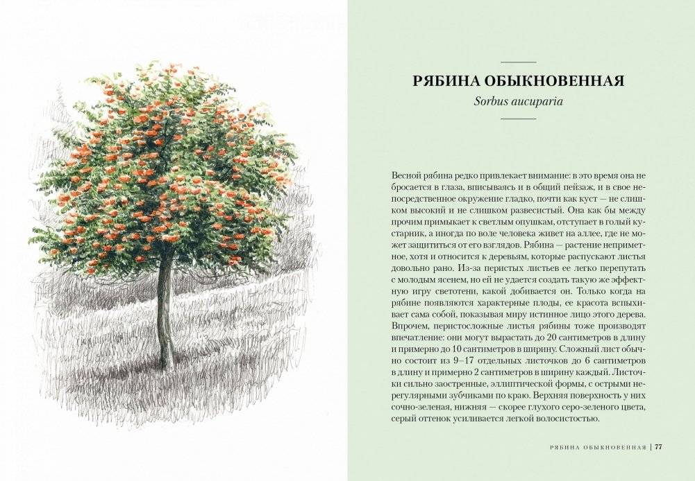 Деревья. Как жизни человека и дерева переплетены друг с другом фото книги 7