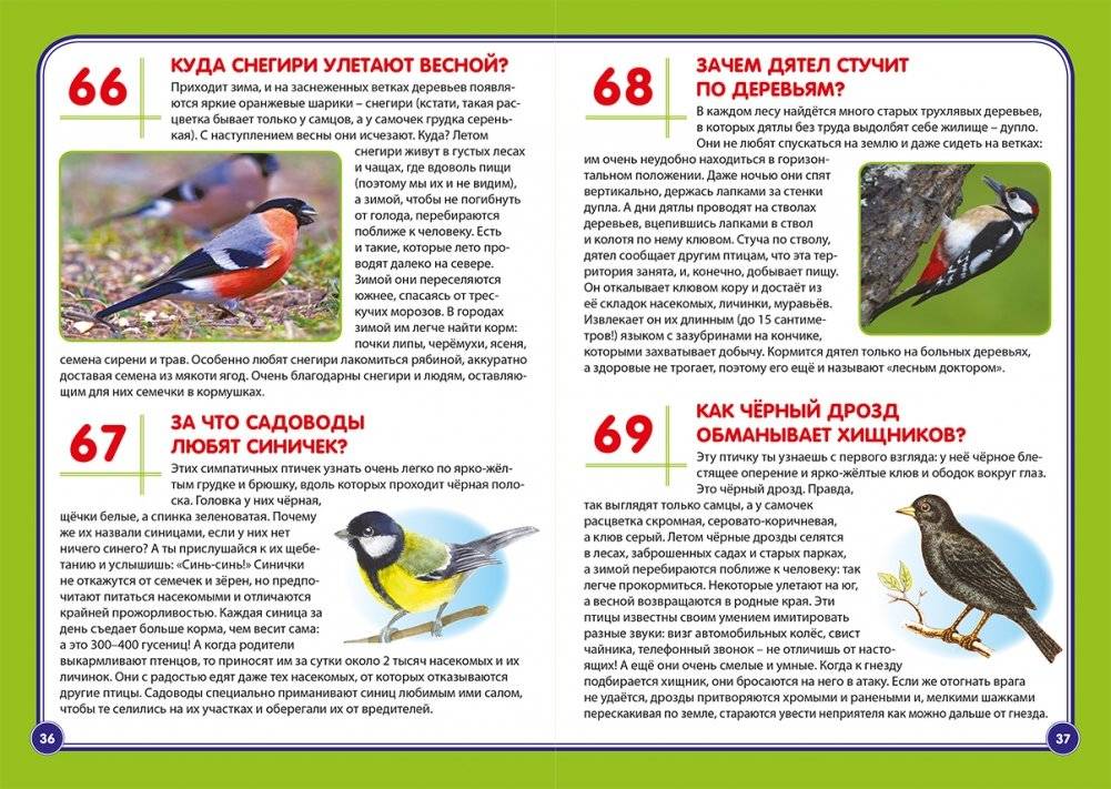 Животные России. Почемучкам и любознашкам фото книги 2