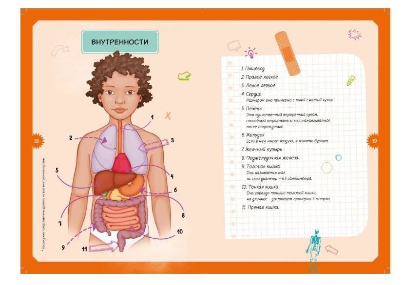 Детская энциклопедия. Тело человека фото книги 5