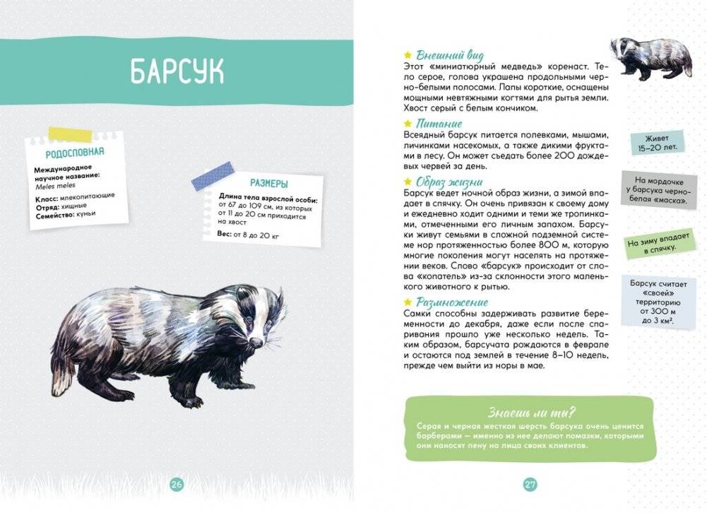 Лесные животные фото книги 5