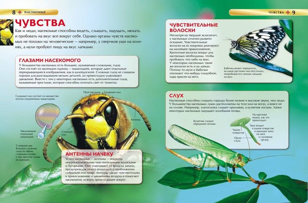 Насекомые. Детская энциклопедия фото книги 3