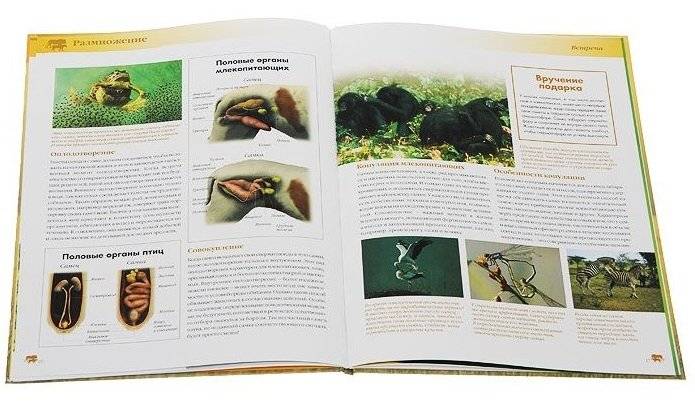 Размножение животных. Цепь жизни фото книги 2